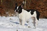 BOULEDOGUE FRANCAIS 973